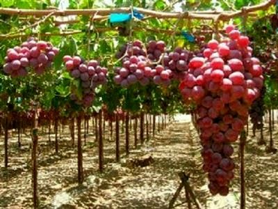 پرداخت تسهیلات به باغداران برای ایجاد باغ‌های انگور ایستاده و داربستی