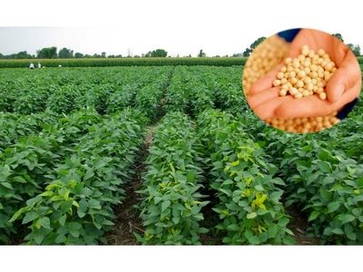 تولید 900 تن سویا در ساری
