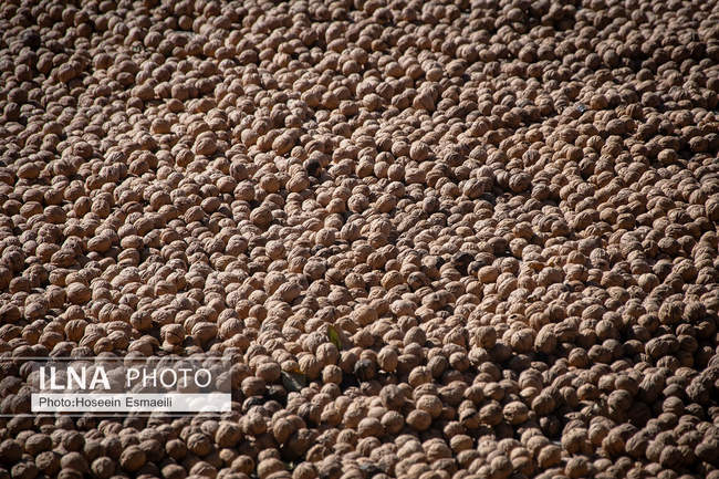 برداشت گردو اصلاح شده با دستگاه مکانیزه 