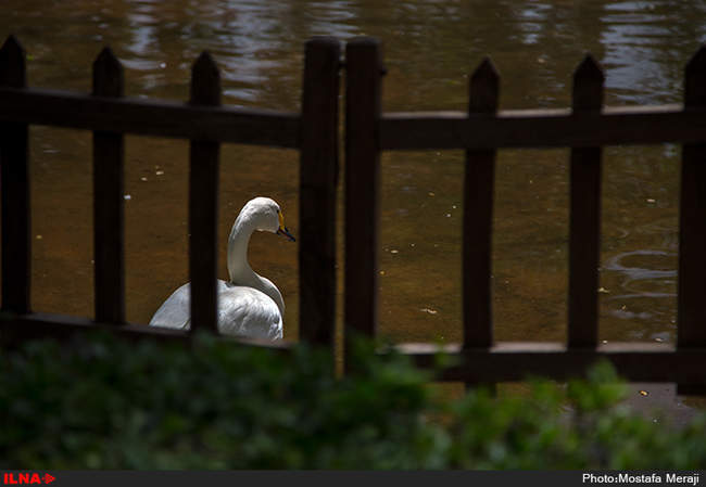 باغ پرندگان اصفهان