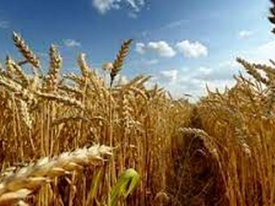 آغاز اجرای طرح کشت قراردادی گندم آبی در استان مرکزی