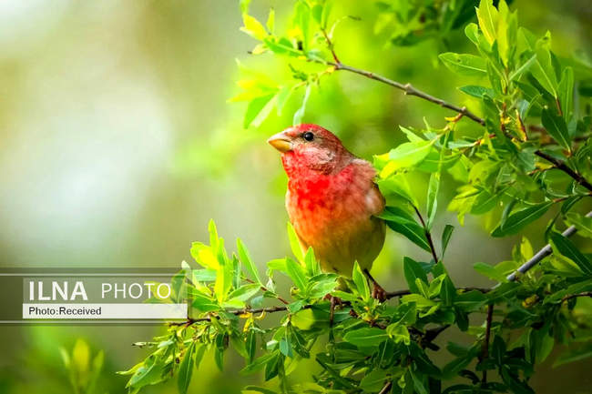 هفته‌ای در دنیای حیات‌وحش