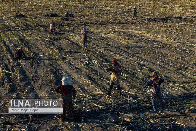 از مزرعه تا صنایع تبدیلی