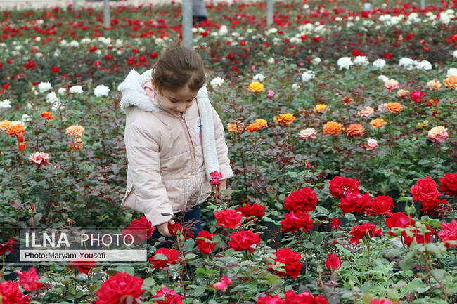 دهکده رزهای هلندی در صوفیان 