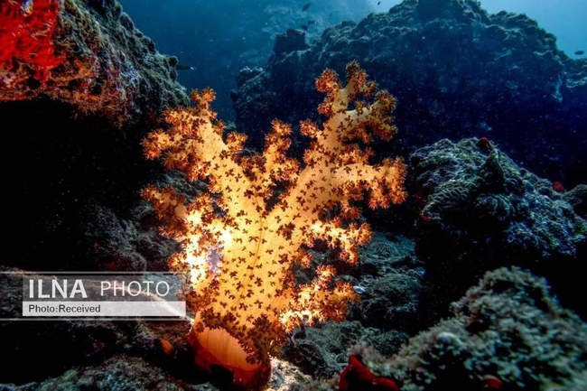 بهشت مرجانی در اعماق دریای عمان