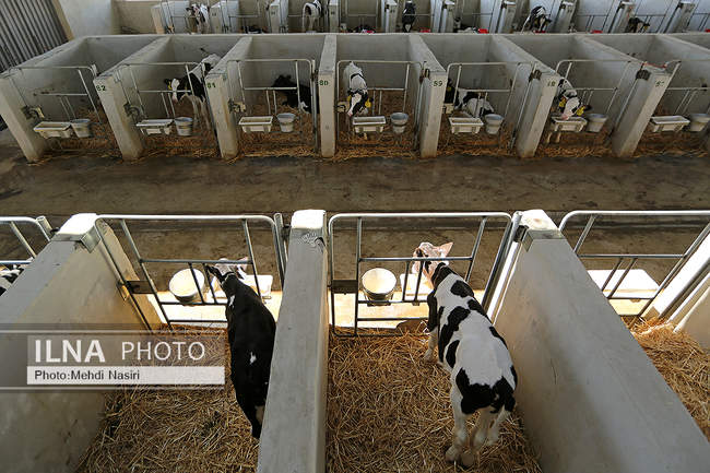 امنیت غذایی کشور از طریق دام و طیور