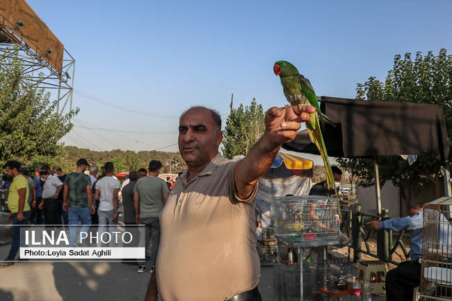 کرونا مرغ بدآهنگ بازار پرندگان