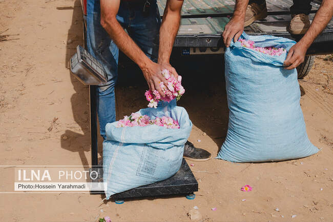  گل محمدی