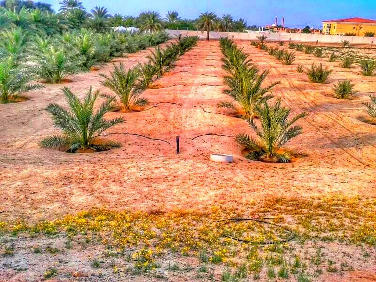 توجه به تولید نهال از برنامه‌های اصلی اقتصاد مقاومتی است/ رقابت در عرصه جهانی هدف اصلی شرکت‌های دانش بنیان