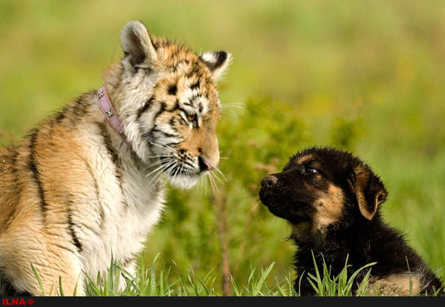 دوستی ببر و سگ