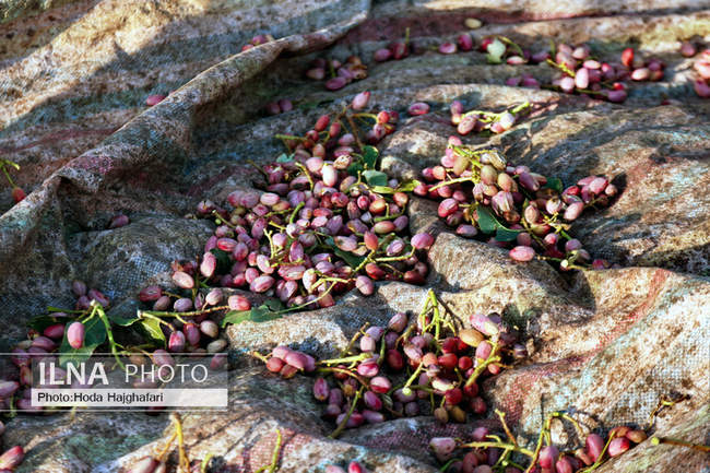 برداشت پسته از باغات نیشابور