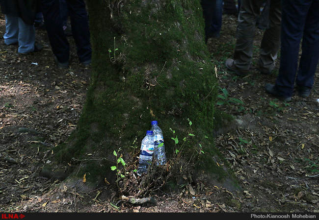 سفر معصومه ابتکار به استان مازندران به مناسبت روز حفاظت از جنگل ها