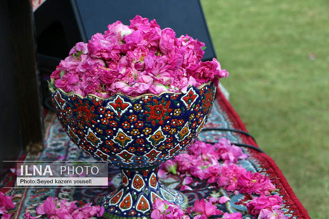 جشنواره برداشت گل محمدی در روستای عنصرود