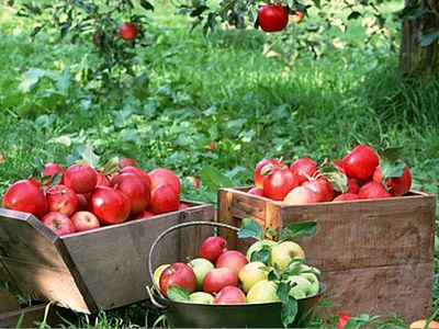 سیب بوکان آماده برداشت است