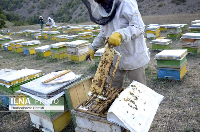 زنبورداری در کمنی دیلمان گیلان