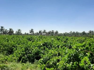 آغاز برداشت غوره از باغات انگور غزاویه کارون