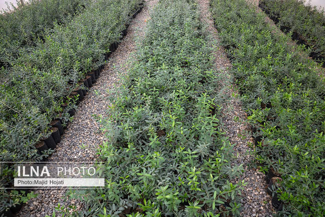 اشتغال زنان سرپرست خانواردر باغ زیتون حاجیکلاته