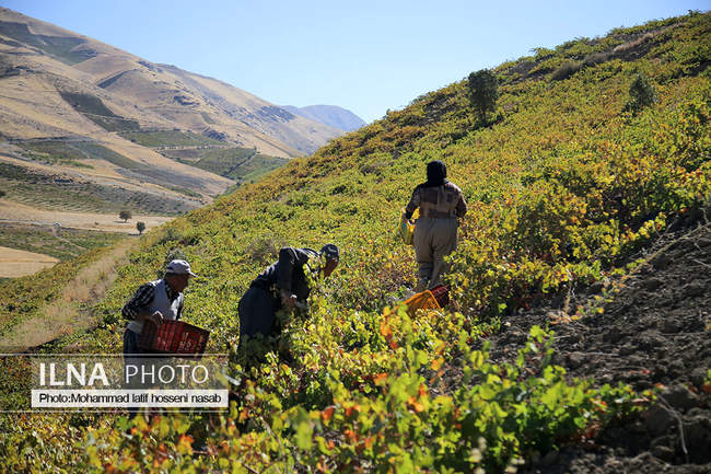 برداشت انور طلای سیاه در کردستان روستای پایگلان 