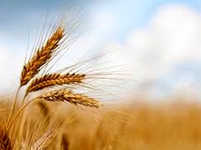  کیفیت گندم استان چهارمحال و بختیاری با استفاده از بذور اصلاح‌شده افزایش یافت