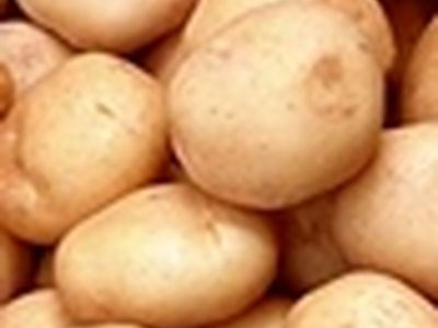سیب‌زمینی زیر هزار تومان برای کشاورز صرفه اقتصادی ندارد