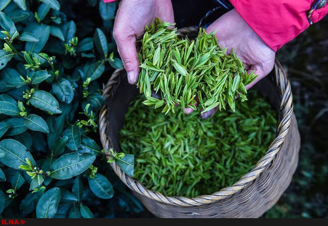 مزرعه چای در روستای هانگزو، مرکز استان ژجیانگ در شرق چین