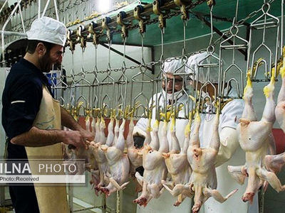فعالیت «کشتارگاه مینودشت »از سر گرفته شد/۷۰ کارگر مشغول کار شدند