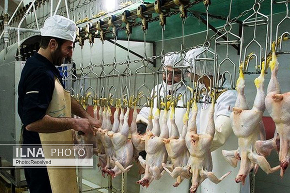 فعالیت «کشتارگاه مینودشت »از سر گرفته شد/۷۰ کارگر مشغول کار شدند