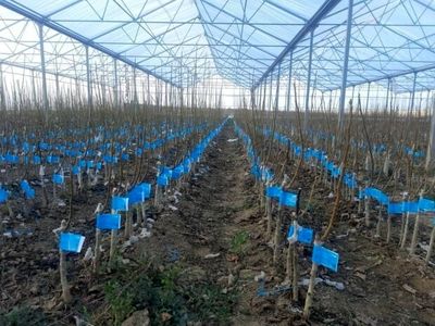 استفاده از نهال گواهی شده؛ افزایش ضریب موفقیت در باغبانی/ ظرفیت‌های تولید نهال گواهی شده در کشور وجود دارد/ نهال باکیفیت باعث افزایش بهره‌وری