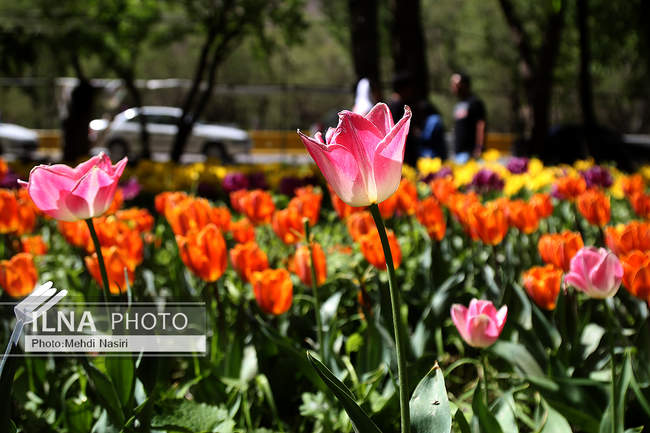 باغ لاله های آسارا 