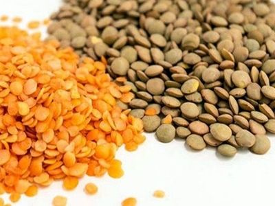 برداشت عدس در ییلاقات املش آغاز شد
