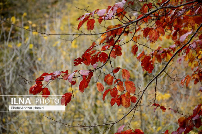 طبیعت پاییزی گیلان