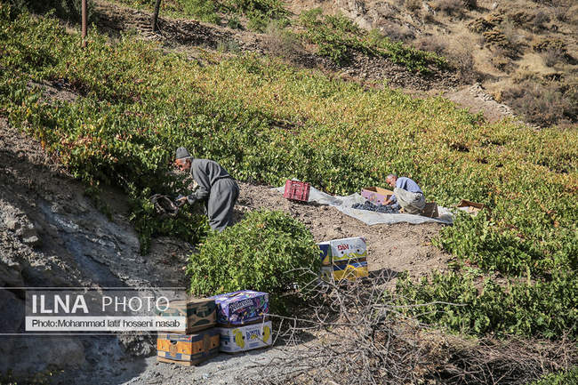 برداشت  انگور سیاه در کردستان 