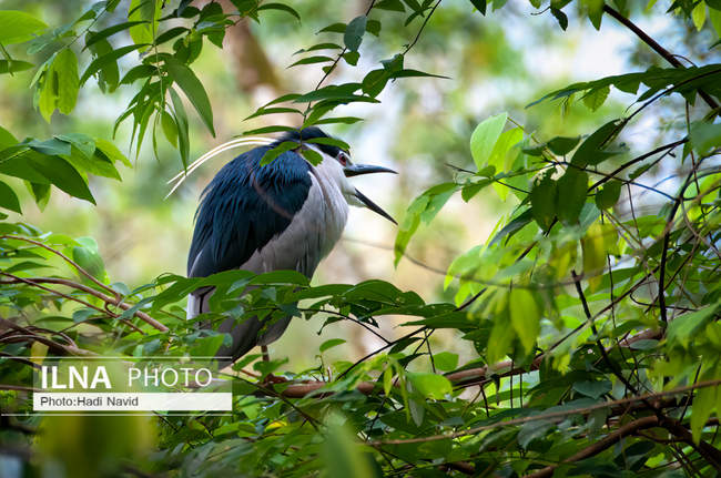 باغ وحش تایپینگ در مالزی