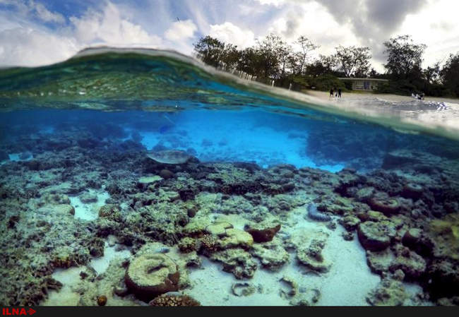آسیب دیدگی در قسمت های از دیوار بزرگ مرجانی استرالیا در اثر بالا رفتن