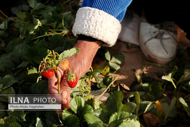 بزرگترین گلخانه توت فرنگی کشور
