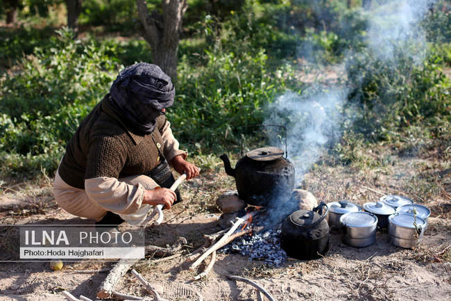برداشت گلابی از باغات چناران
