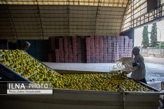 دشت ناز بزرگترین واحد کشت و صنعت مدرن در شمال کشور 