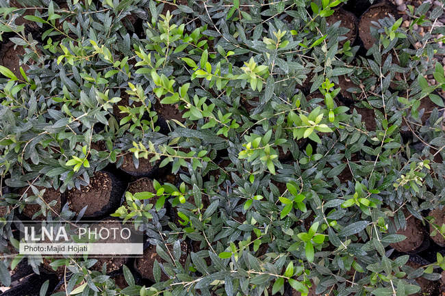 اشتغال زنان سرپرست خانواردر باغ زیتون حاجیکلاته