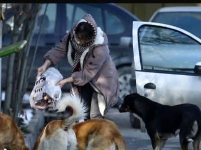 گردشگران از برخوردهای احساسی با سگ‌های بلاصاحب بپرهیزند / در مدیریت پسماند ضعیف عمل شده است