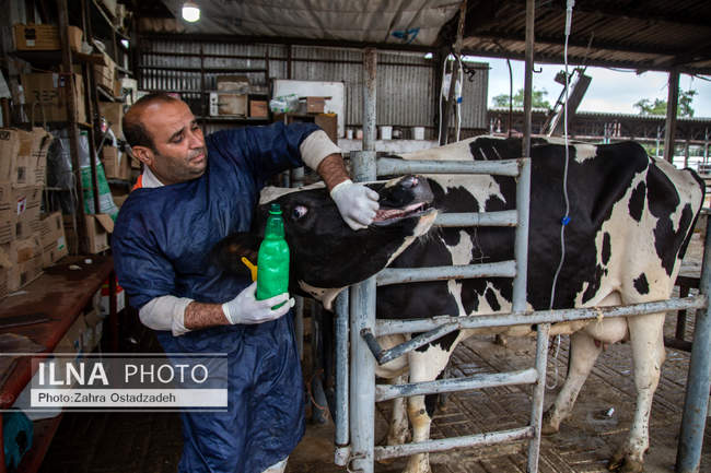 بزرگترین واحد پرورش گاو شیری شمال کشور