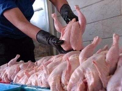 تولیدکنندگان مرغ رغبتی برای صادرات ندارند / سود صادرات کم است