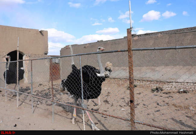 پرورش شترمرغ در سبزوار‎