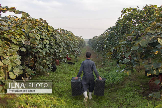 کار و امید، قصه زنان باغ کیوی