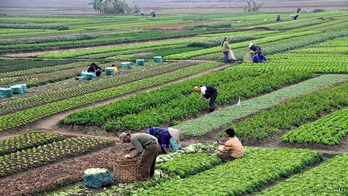 یک کشته و ۱۱ زخمی بر اثر واژگونی وانت‌بار حامل کارگران کشاورزی
