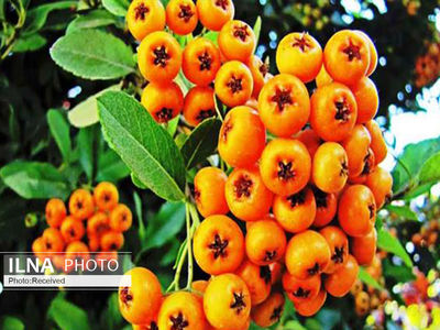 آغاز برداشت زالزالک از عرصه‌های طبیعی قزوین