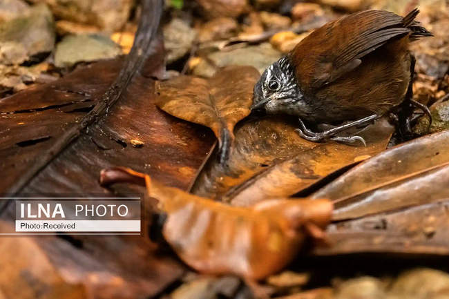 تصاویری از عکسهای برندگان مسابقه عکاسی سال حیات وحش ۲۰۲۲ 