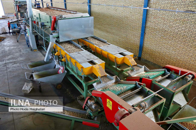 برداشت پسته از باغات نیشابور