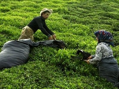 افزایش ۴۹ درصدی تولید برگ سبز چای/ پرداخت ۱۰۰ میلیارد تومان طلب چایکاران در هفته آینده