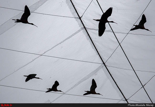 باغ پرندگان اصفهان