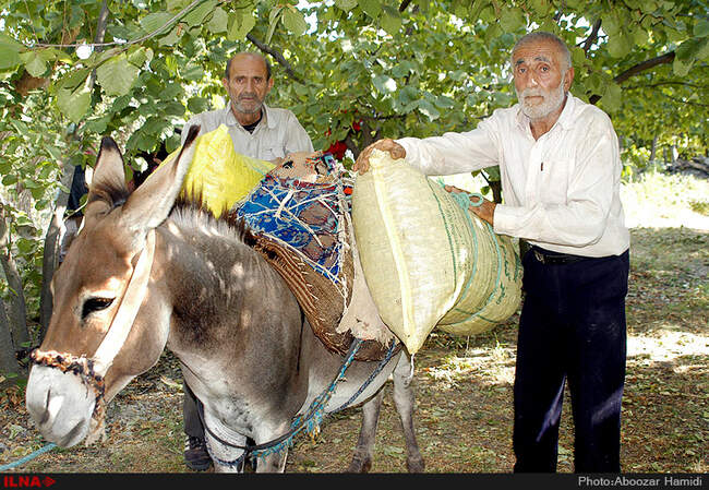 برداشت فندق در رودبار گیلان